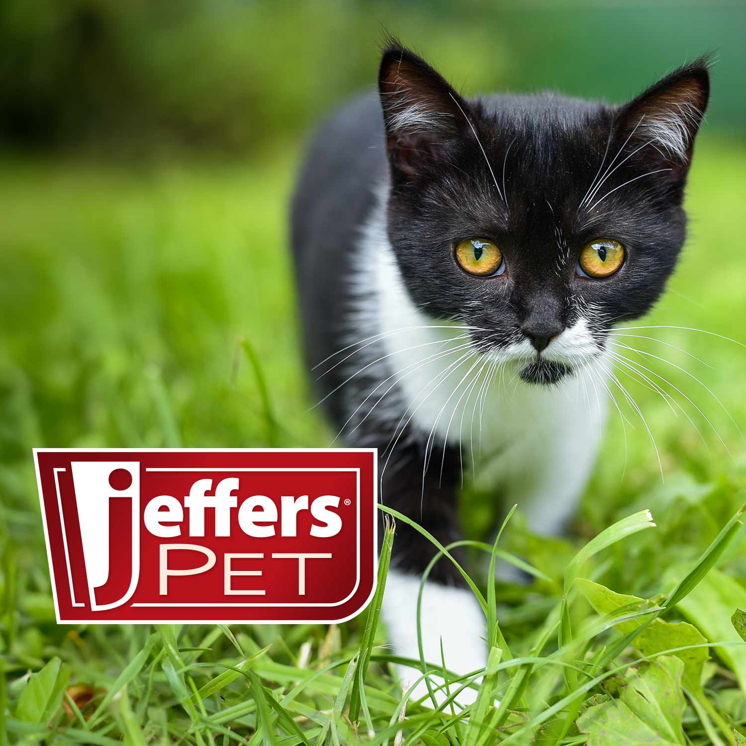 Jeffers Solid Adjustable Nylon Cat Collars